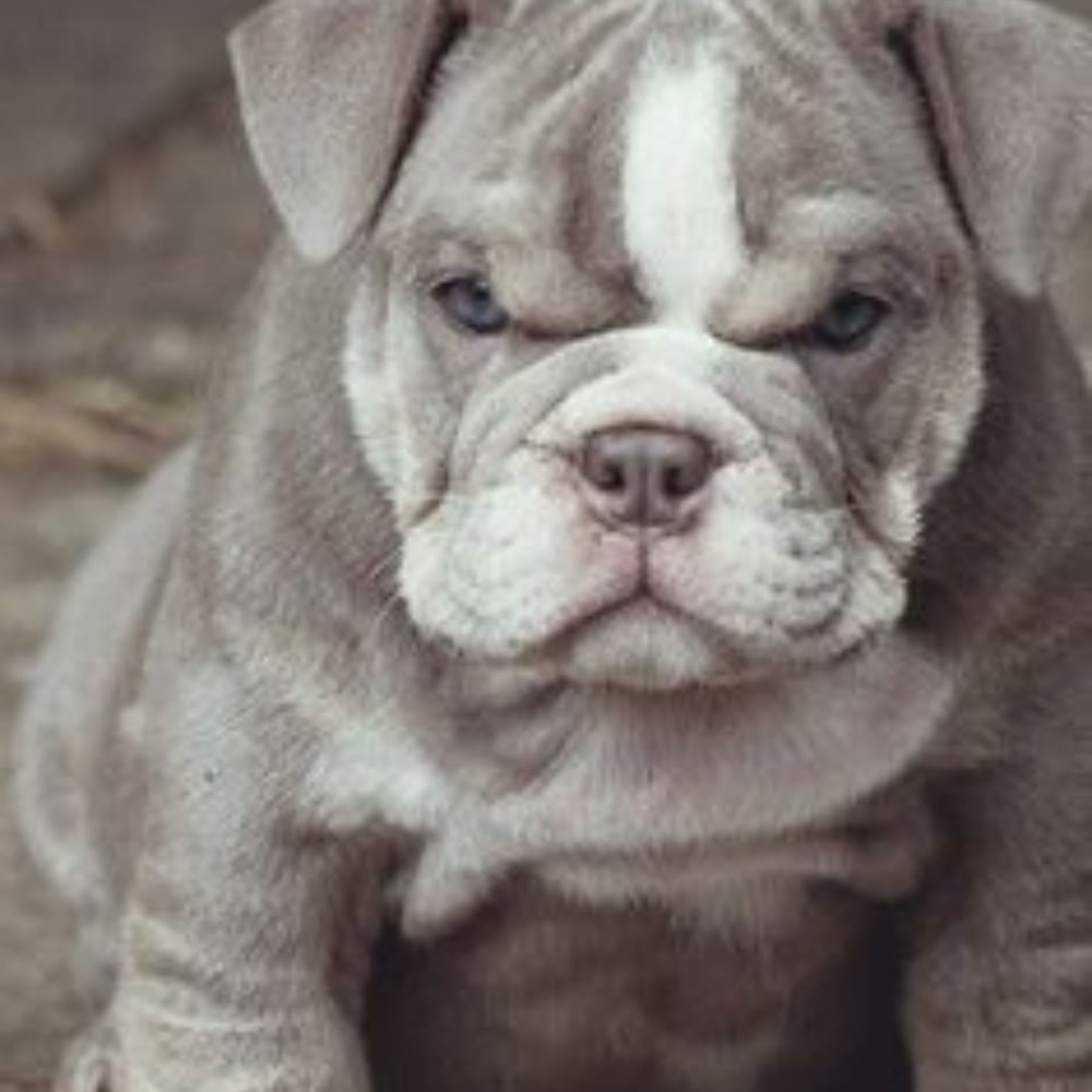 Meet your Posher, Xio